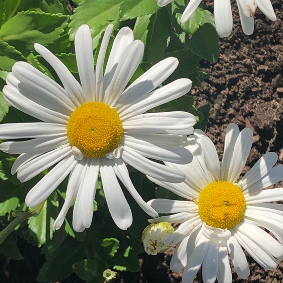 Meet your Posher, Anh - Picture 1 of 1